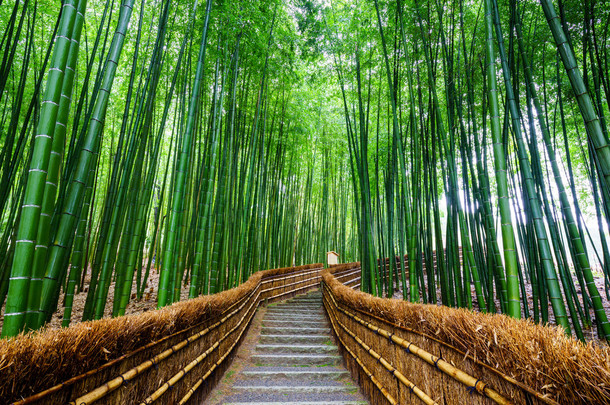 竹子林，岚山，京都，日本的路径