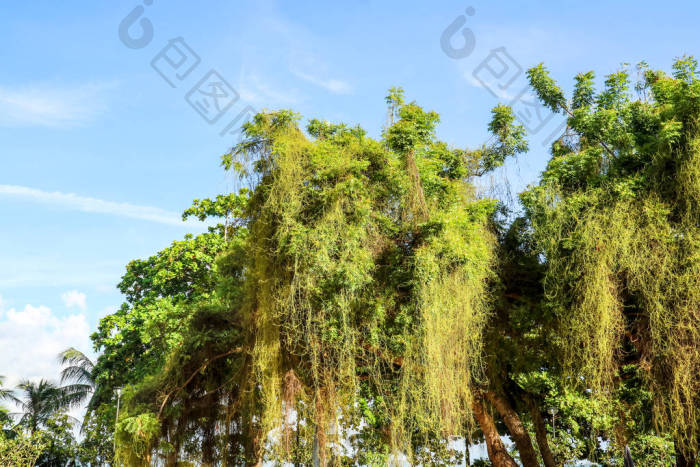 寄生植物生长快覆盖树-包图企业站