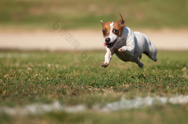 精力充沛的杰克罗素梗犬在草地运行