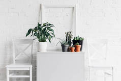 房子装饰与植物在白色砖墙前面, 样机概念