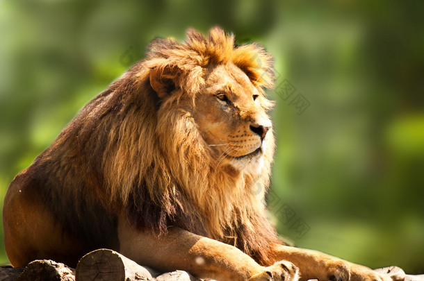 非洲<strong>狮</strong>放松