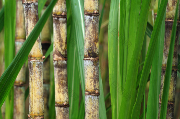 甘蔗<strong>植物</strong>的关门