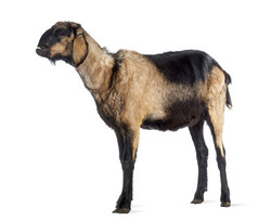 英美资源集团-努比亚山羊与一个扭曲的下巴，看着白色的背景