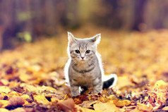英国小猫在秋天的公园