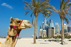 城市建设背景下的迪拜的骆驼.