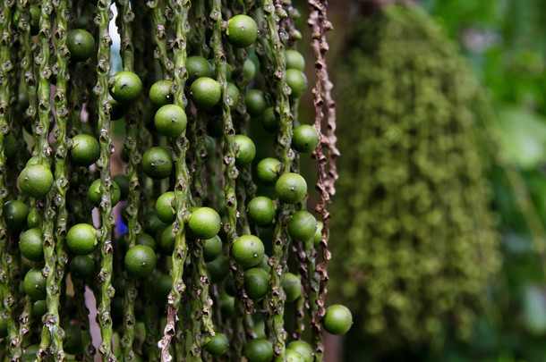 graine de palmier Arenga pinnata