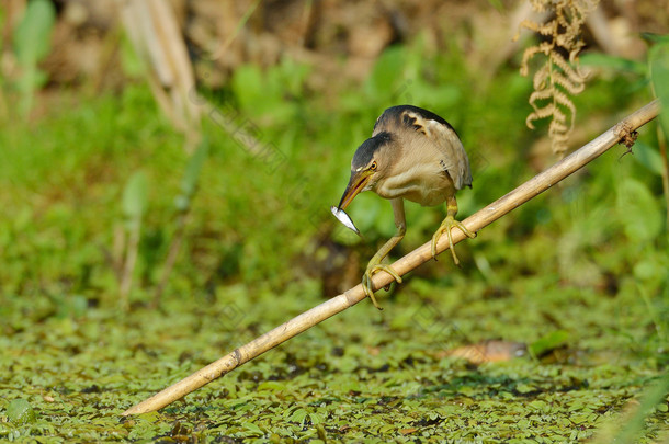  小卤水 (小 minutus)