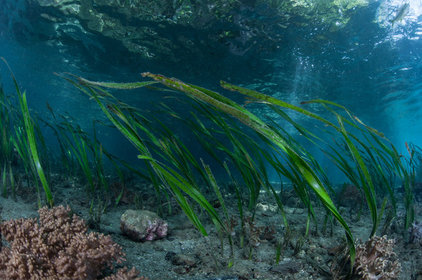 巨型海藻生长<strong>在</strong>海峡群岛附近