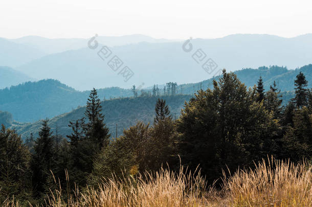 金色田野和杉木附近的山脉风景蓝剪影 