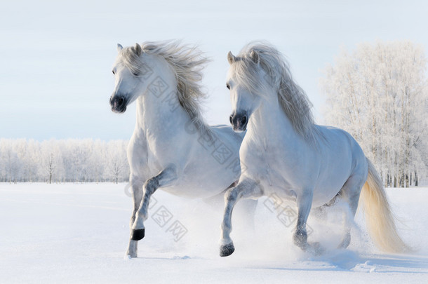 两匹白马驰骋雪场