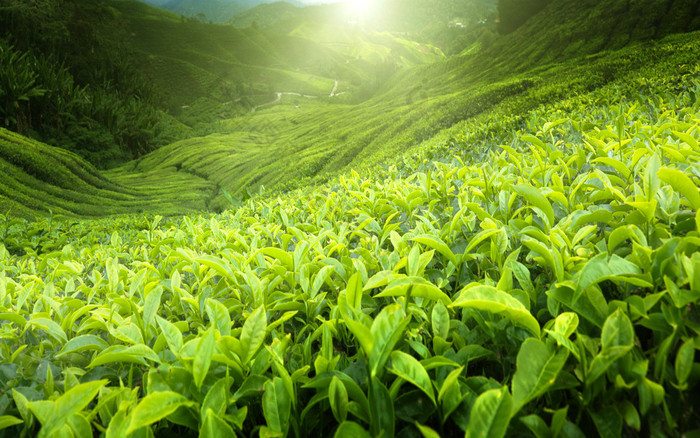 茶园金马伦高原，马来西亚