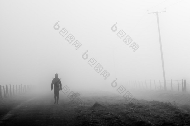 雾的早晨的狗步行