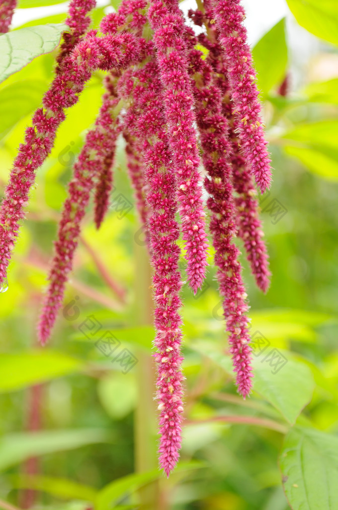 苋菜 (Love-Lies-Bleeding) 在花床上