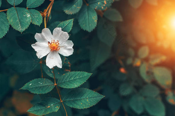 野玫瑰上的花朵。花卉特写.