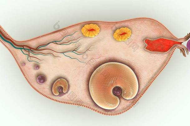 3d 卵巢<strong>图</strong>