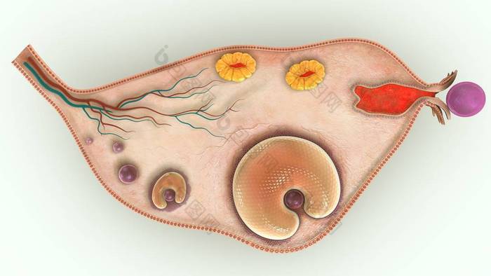 卵巢图