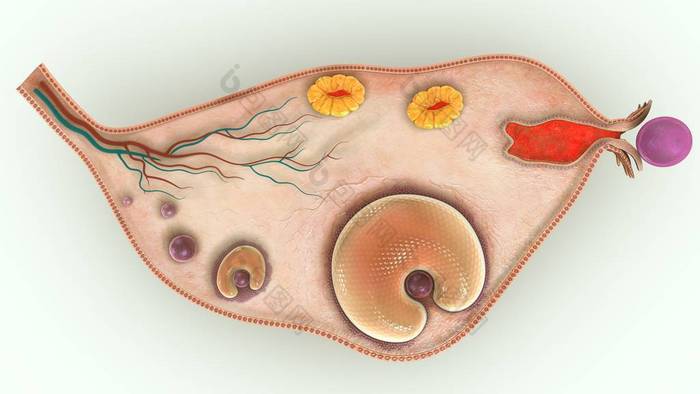 3d 卵巢图