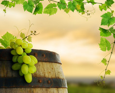 葡萄酒桶、 葡萄和葡萄