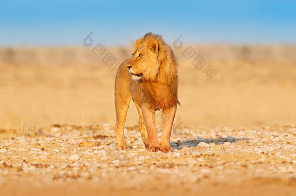狮子走。非洲狮子的肖像,潘瑟拉利奥,埃托查Np,纳米比亚,非洲。猫在干燥的自然栖息地,炎热的阳光明媚的日子在沙漠。来自大自然的野生动物场景.