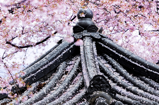 樱花盈方的日本的寺院