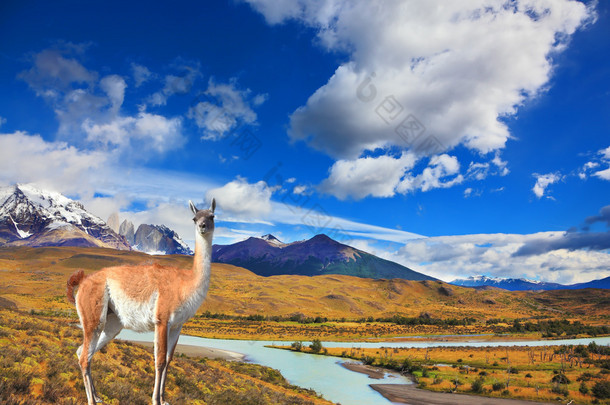 Lama standing on autumn yellowed grass