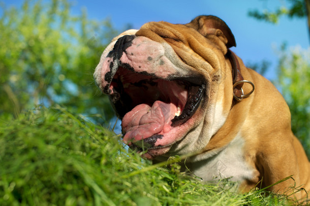 英式斗牛犬