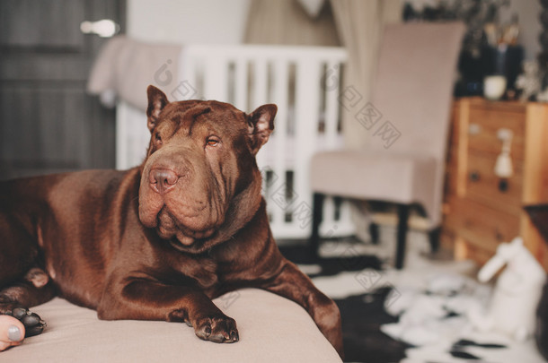 美丽的棕色 shar pei 狗在家中舒适的沙发上休息