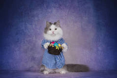 猫在格子衫庆祝复活节