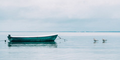 船上和海上的海鸥