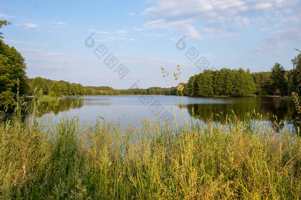 在阳光明媚的夏日，波兰中部森林环绕的美丽浅蓝色湖的风景.
