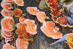 自然粉色蘑菇  