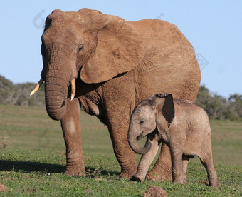 非洲大象宝宝和妈妈图片
