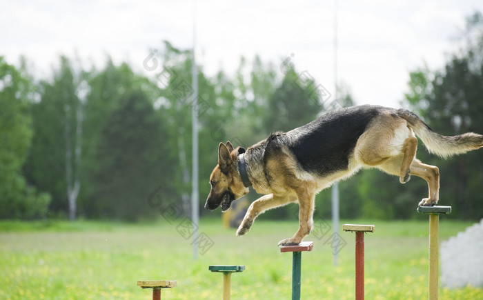 警察犬训练