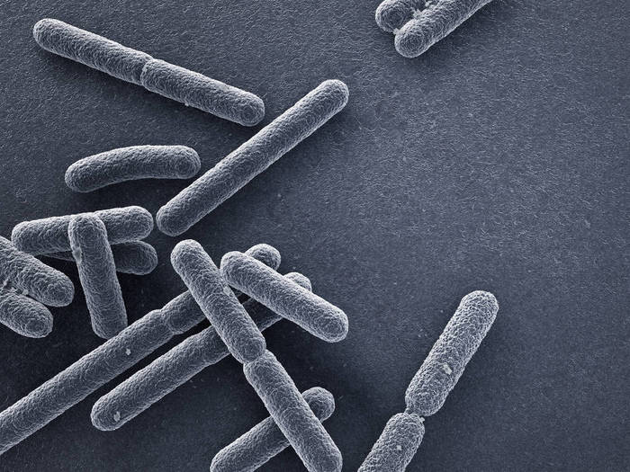 Escherichia coli bacteria closeup 