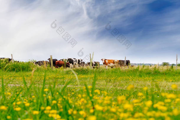 犊牛和奶牛场布宜诺斯艾利斯，阿根廷