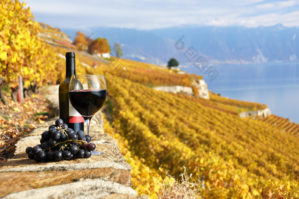 红酒和露台葡萄园 swi 熔丝地区 grapeson