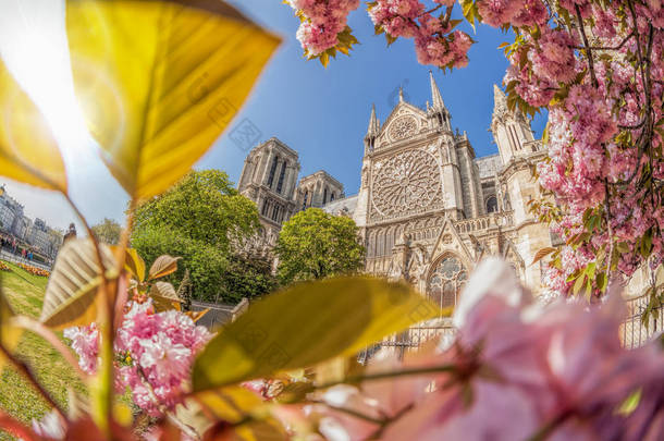 巴黎圣母院，有春天的树