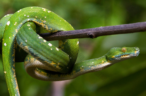 绿色 python 上树早午餐