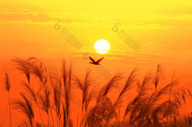 夕阳西下，有一只飞鸟在天空<strong>的背景</strong>下迎着阳光飞舞