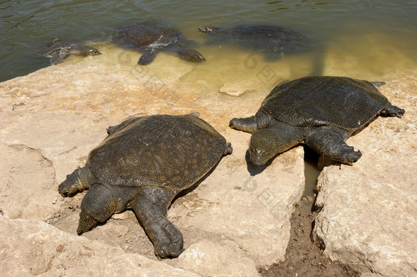 <strong>尼罗河</strong>软壳龟（Trionyx triunguis）)