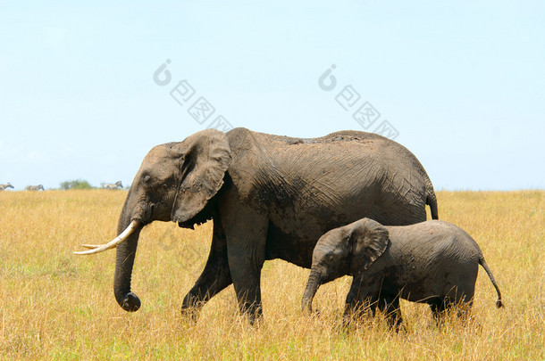 非洲大象<strong>妈妈</strong>和宝宝