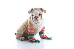 英国牛头犬小狗是孤立的彩色袜子
