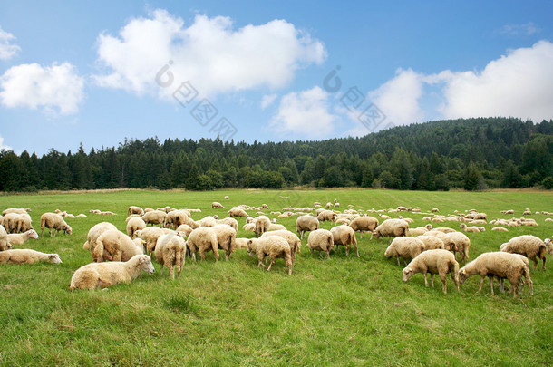 畜群羊