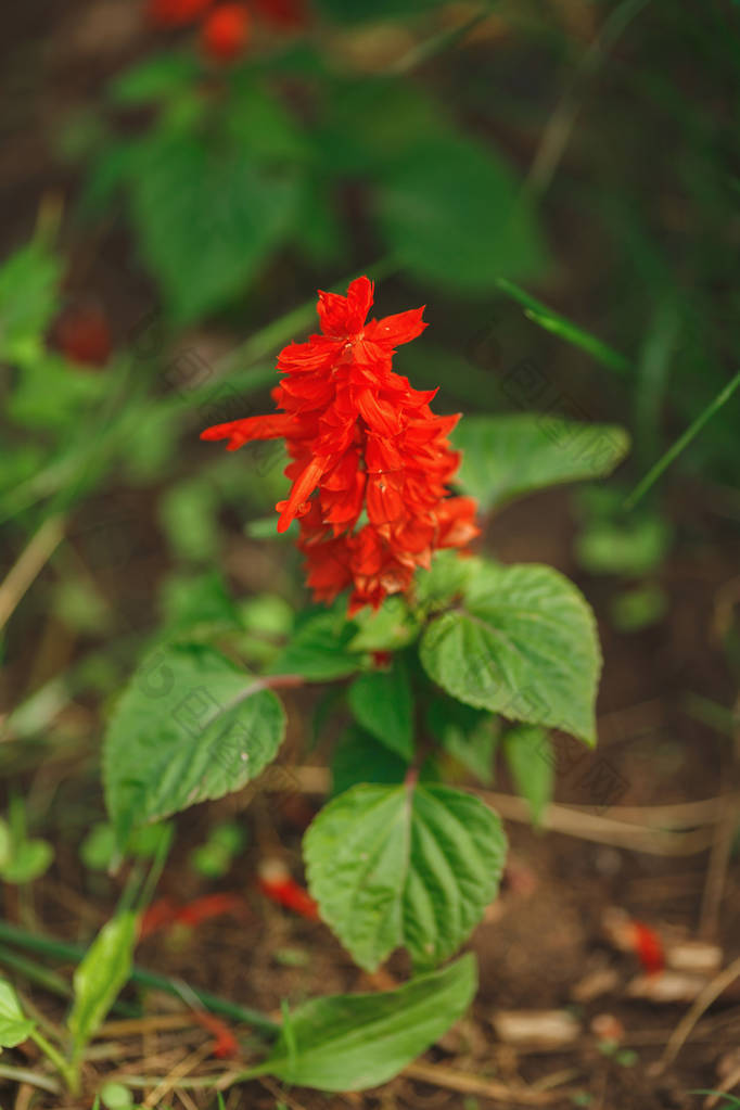 美丽的红花丹参芨芨草