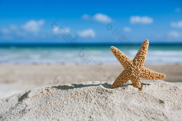与大海、 沙滩和海景<strong>海星</strong>