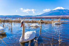 日本山川湖周围的白色天鹅美丽的富士山景观