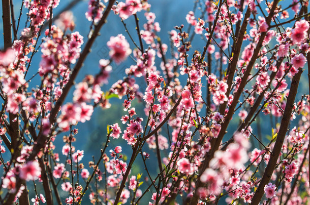 粉红的桃花