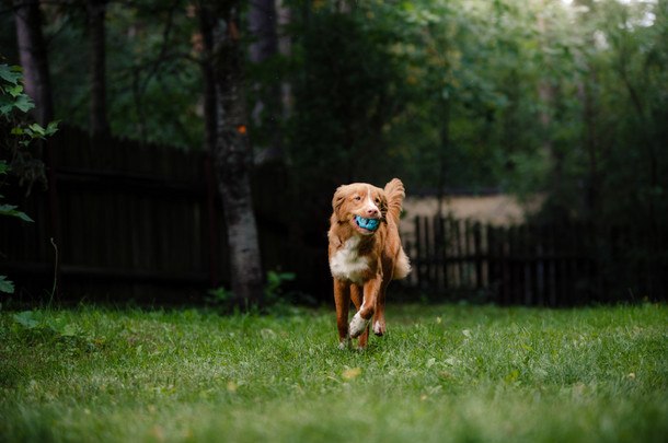 狗新斯科舍省鸭寻回犬在花园里跑来跑