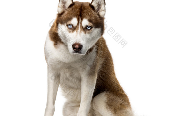 纯种哈士奇图片