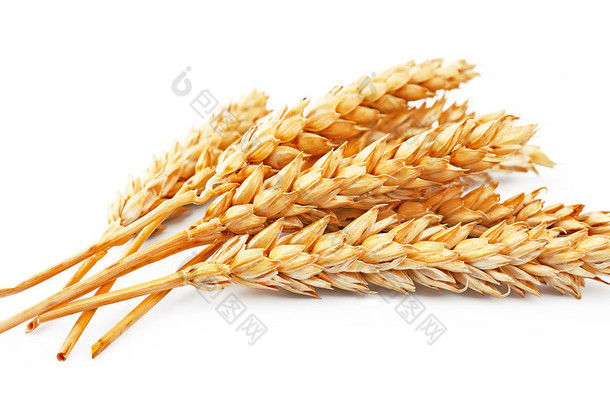 小麦隔离